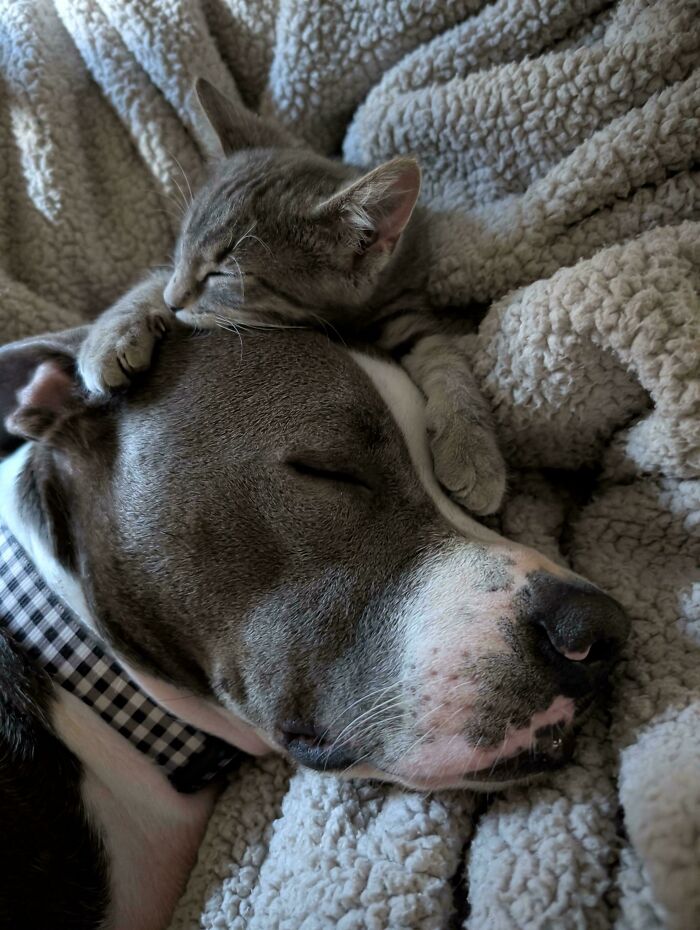 Sleeping adopted dog and kitten cuddling on a cozy blanket showcasing adorable rescued animals this month.