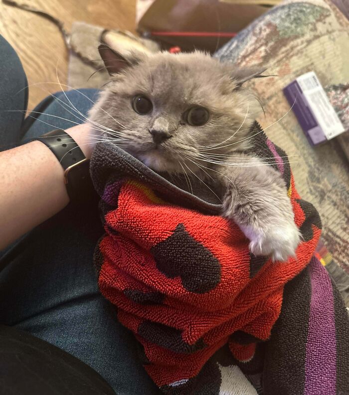 Adopted adorable cat wrapped in a colorful towel, resting on a person’s lap, showcasing rescued animals this month.