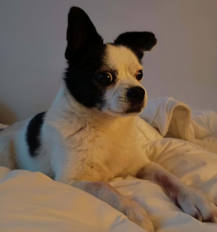 Small black and white adopted dog resting on a bed, showcasing adorable rescued animals who saved their humans this month.