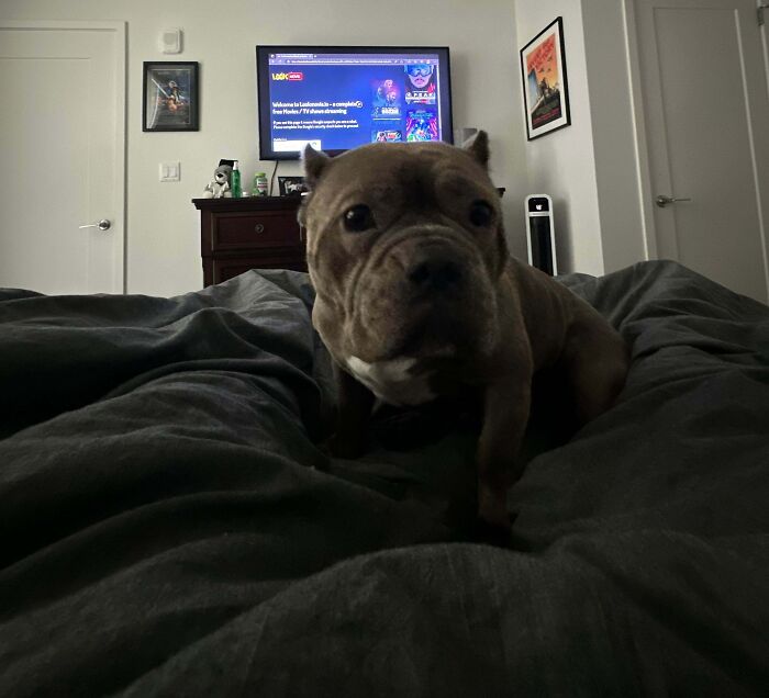 A close-up of an adorable adopted dog on a bed in a cozy room with a TV and framed posters in the background.