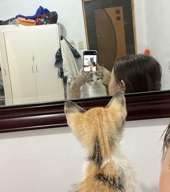 Adopted cat and human taking a mirror selfie, showcasing the bond between adorable adopted animals and their humans.