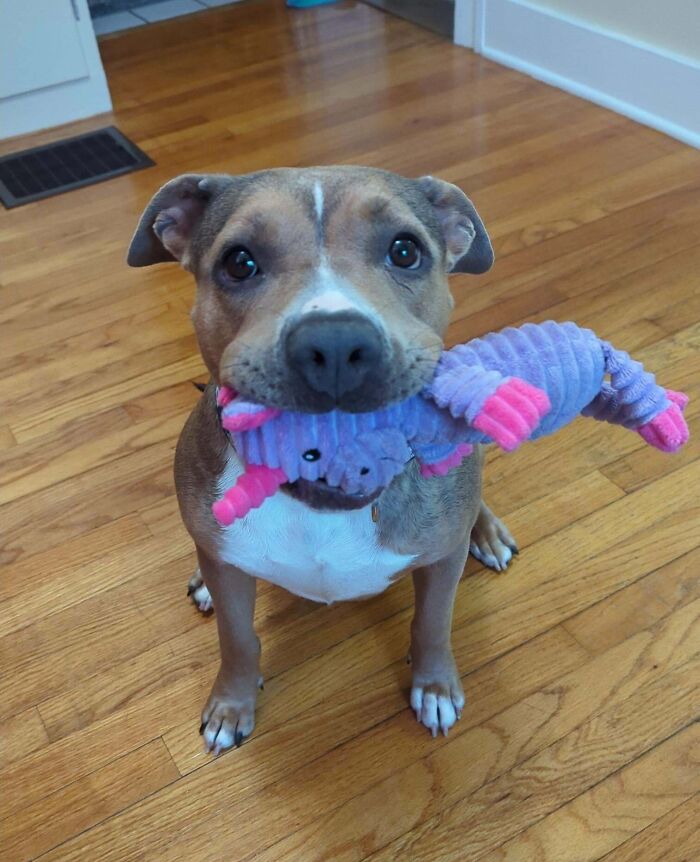 Adopted dog sitting on hardwood floor holding a purple and pink plush toy in its mouth.