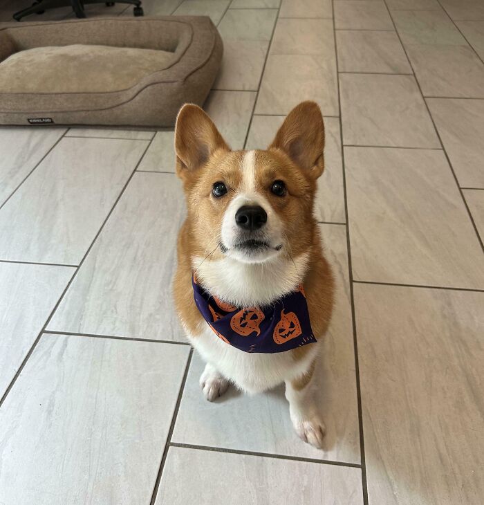 Adopted dog wearing a Halloween-themed bandana sitting on tiled floor with pet bed nearby, showcasing adorable rescued animals.