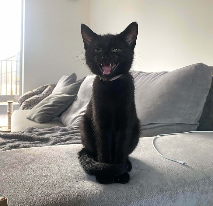 Adopted black kitten sitting on a couch with mouth open, showing adorable rescued animal bringing joy to its human.