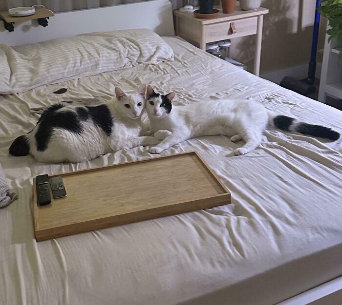 Two adorable adopted cats lying closely on a bed, showcasing the charm of rescued animals this month.