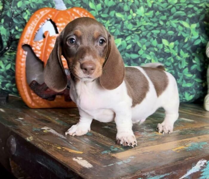 Adopted dachshund puppy standing on rustic table with Halloween pumpkin and leafy background in a cozy setting