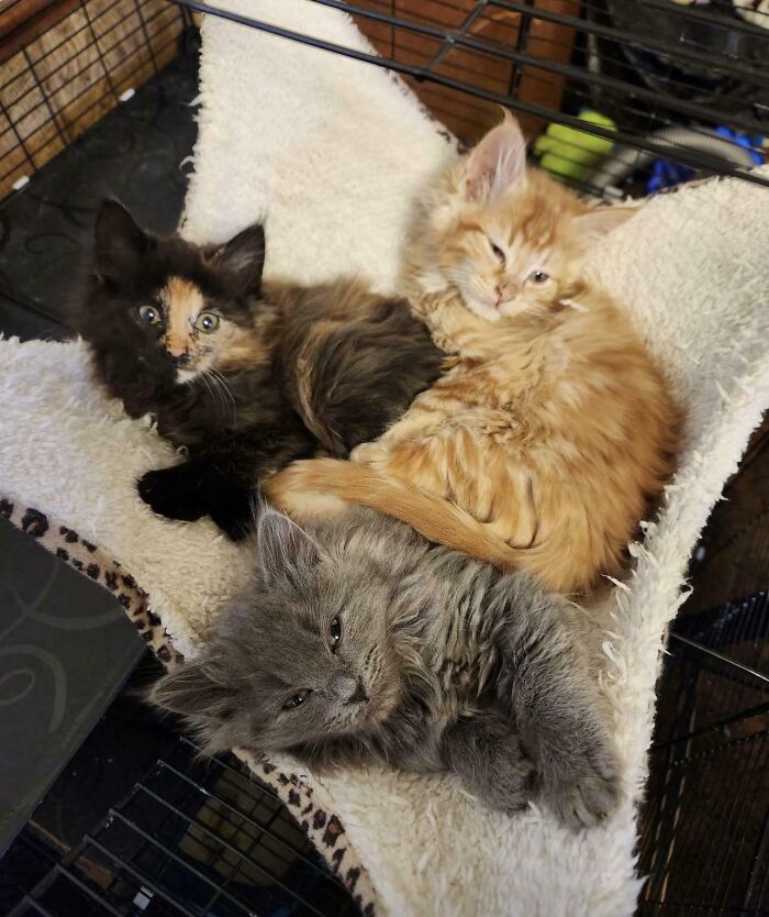 Three adorable adopted kittens cuddling together on a soft bed, showcasing rescued animals bringing joy and comfort.