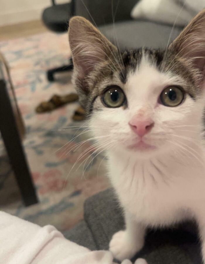 Close-up of an adorable adopted kitten with big eyes, showcasing the charm of rescued animals this month.