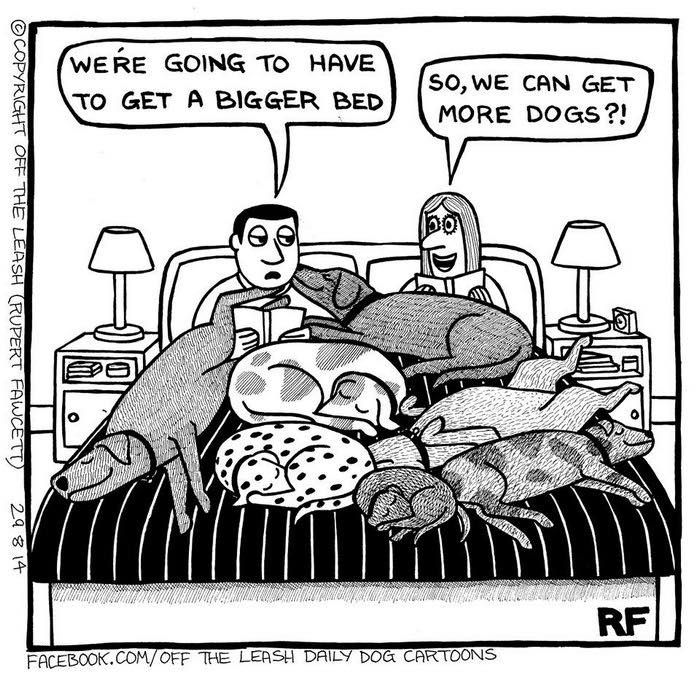 Man and woman in bed crowded with many dogs, illustrating the chaos and joy of owning a dog in a comic style.