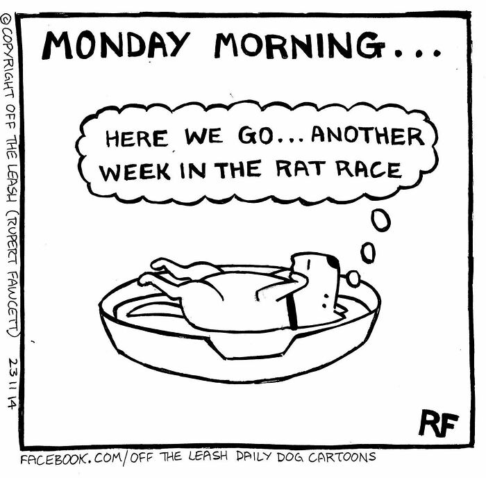 Dog lying in bed thinking about the chaos and joy of owning a dog on a Monday morning rat race.