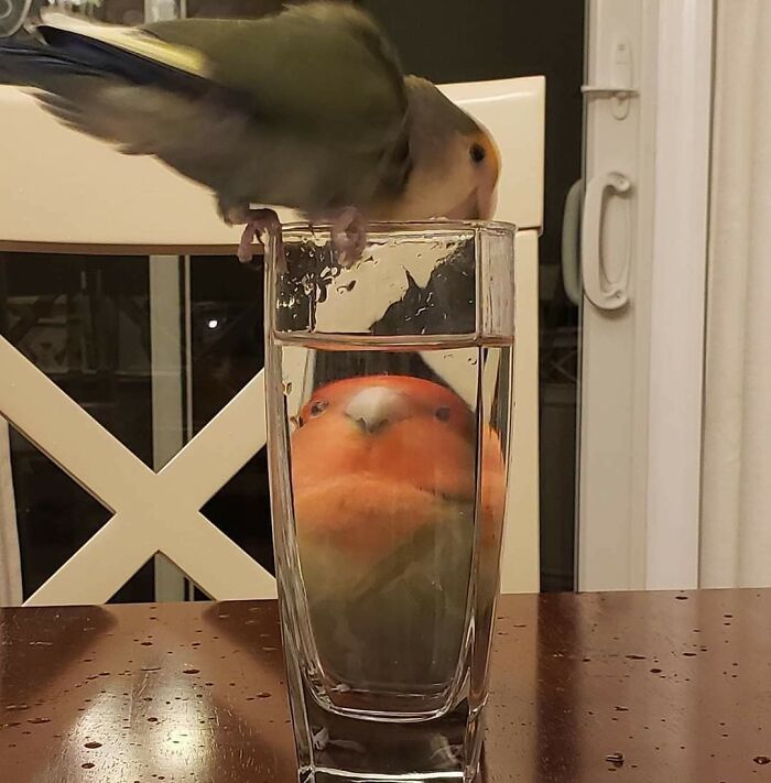 A weird and blessed bird photo showing one bird inside a glass of water and another perched on its rim at a kitchen table.