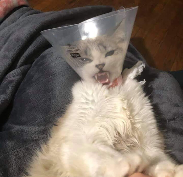 Fluffy cat wearing a cone collar with a funny expression in a weird and blessed cursed photo.