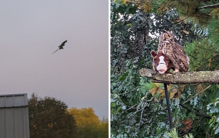 Weird pics showing a bird carrying a toy horse and an owl perched on a branch in a forest setting.