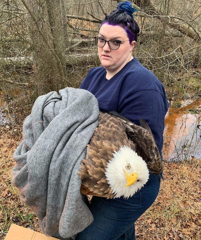 Person holding a bald eagle wrapped in a blanket in a weird and cursed nature rescue moment.