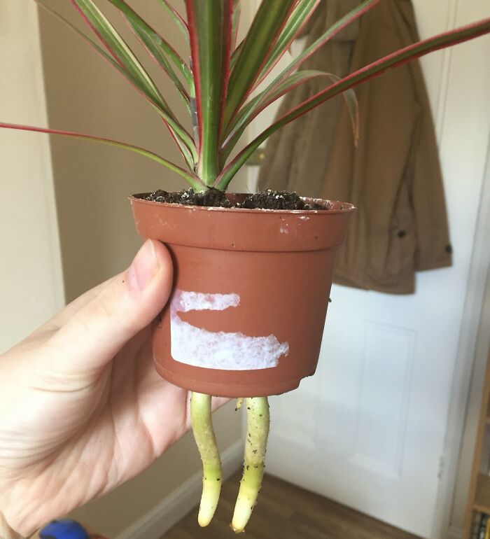Close-up of a hand holding a potted plant with roots unexpectedly growing out the bottom, a weird and cursed pic.