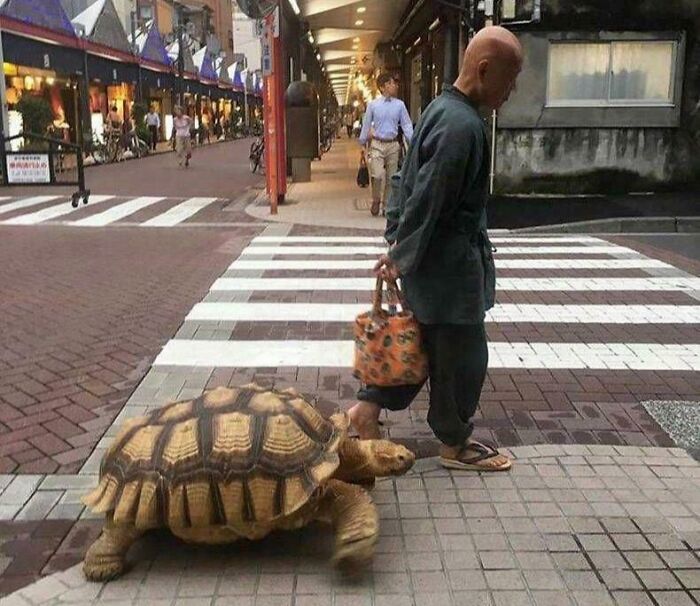Man walking on a crosswalk next to a large tortoise in a street scene, captured in a weird and blessed picture.