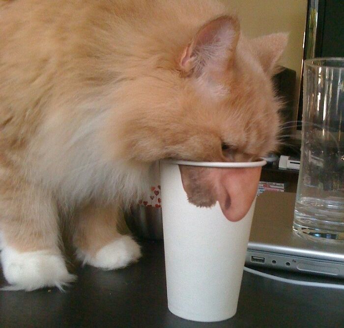 Ginger cat drinking from a cup with a nose image creating a weird and cursed optical illusion effect.