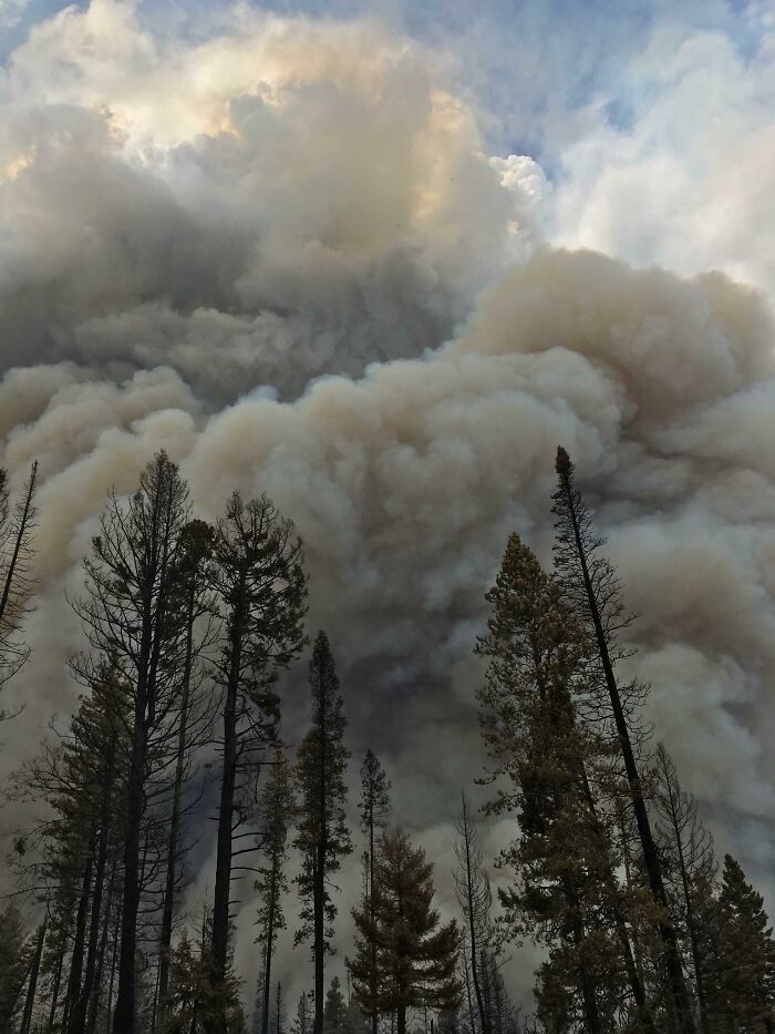 Dense smoke billowing over tall trees during a forest fire, highlighting dangerous and unsettling working conditions.
