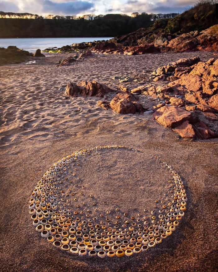 Hypnotic land art made of arranged shells on a sandy beach in Wales with rocks and trees in the background.