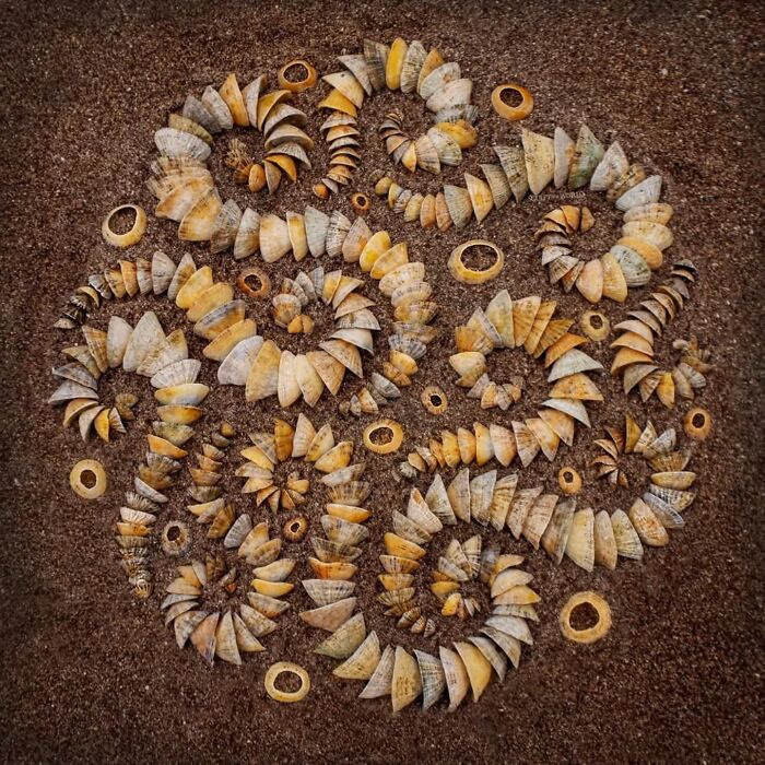Intricate land art sculpture made from seashells arranged in spirals on a beach, showcasing hypnotic natural patterns.