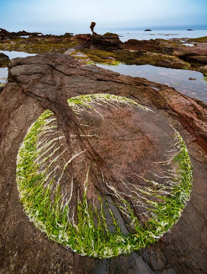 Land art sculpture on Wales’s beach featuring circular patterns of seaweed and natural rock formations by Jon Foreman.