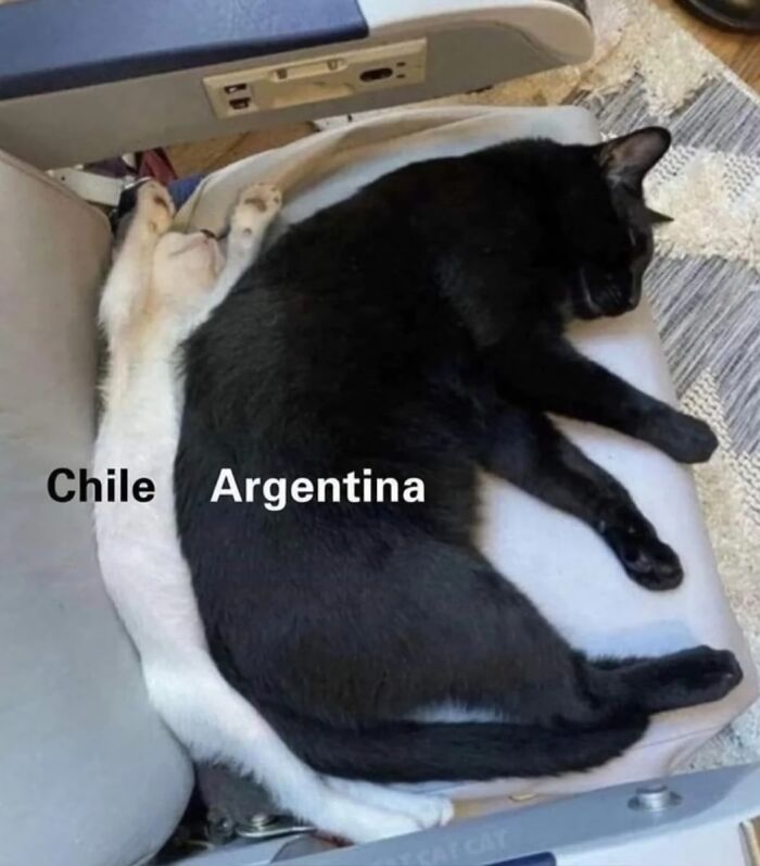 Two cats labeled Chile and Argentina positioned to humorously resemble a badly drawn map of South America.