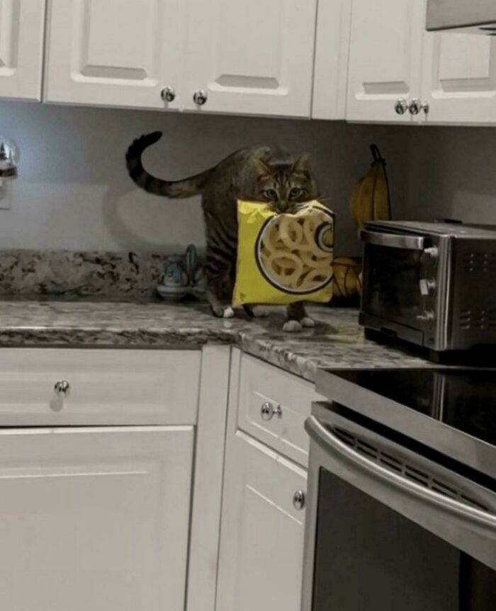 Tabby cat on kitchen counter carrying a bag of snacks, one of the cats who are up to no good but still cute.