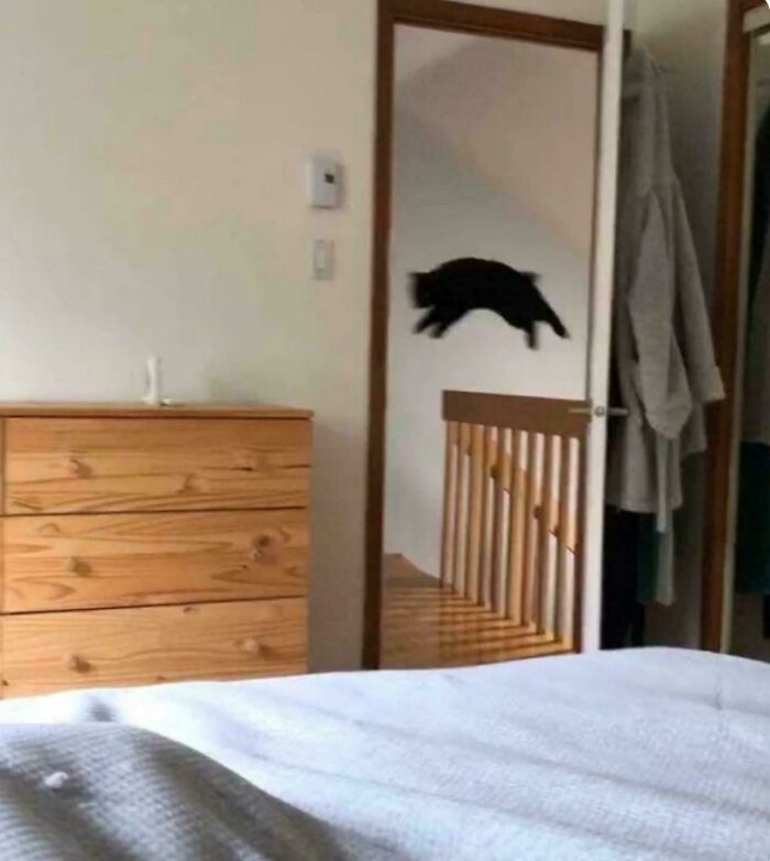 Black cat caught mid-air jumping through a doorway, showcasing mischievous and cute cat behavior indoors.