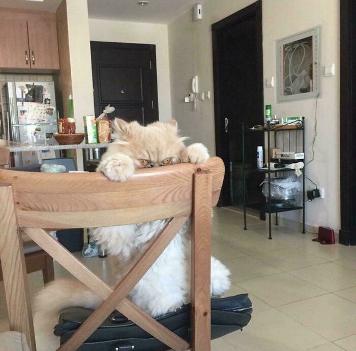 Fluffy cat peeking mischievously over a wooden chair back with intense eyes, showcasing cats who are up to no good but cute.