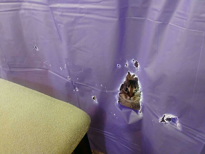 Cat peeking through torn purple curtain with multiple holes, showing mischievous and cute behavior indoors.