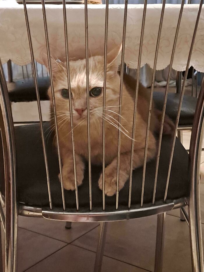 Orange cat sitting on a chair behind metal bars, looking mischievous and cute, showing cats who are up to no good.