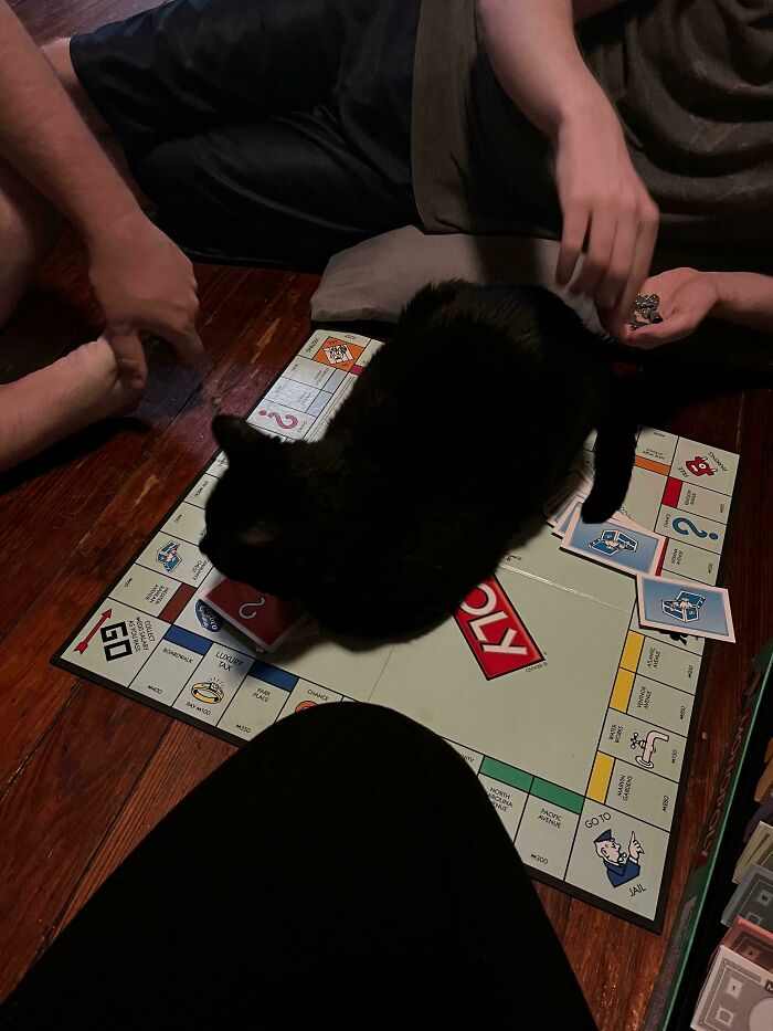 Black cat sitting on a Monopoly board while people play, showing cats who are up to no good but still cute.