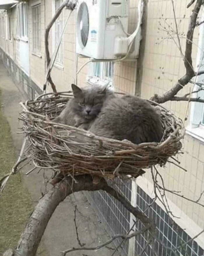 Gray cat up to no good curled inside a large bird nest on a tree branch outside a building, looking mischievous yet cute.
