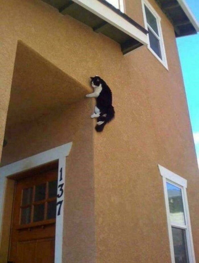 Black and white cat climbing up a tall corner of a house, showcasing cats who are up to no good but still cute.