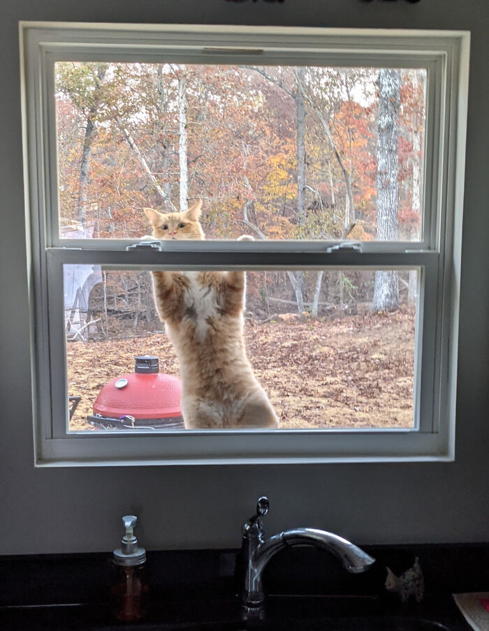 Orange cat standing on hind legs outside a window looking inside, showing cute mischievous behavior in a fall setting.