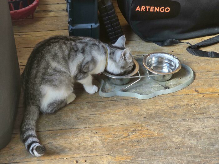 Gray and white cat up to no good drinking from a bowl on a wooden floor near a black bag and toys.