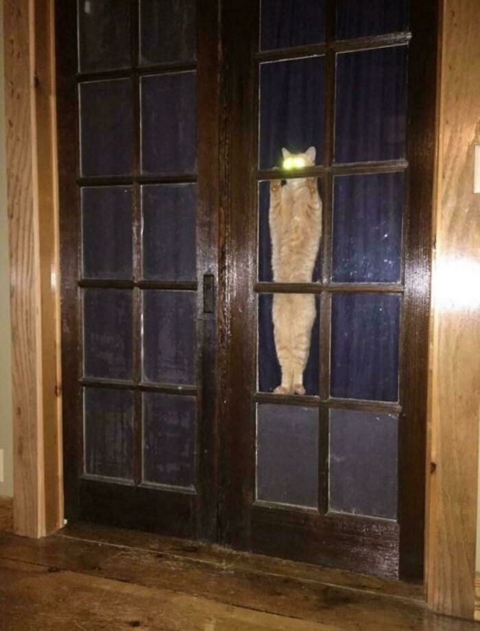 Orange cat with glowing eyes climbing a glass door, one of the cats who are up to no good but still cute.