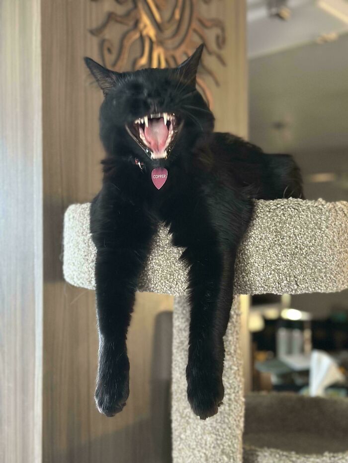 Black cat with collar on a cat tree, showing teeth in a playful, mischievous pose, capturing cats cute but up to no good.