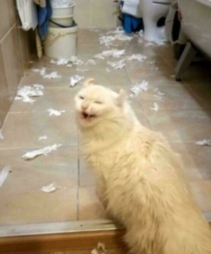 Fluffy white cat surrounded by shredded paper on the floor, looking mischievous and playful in a messy room.
