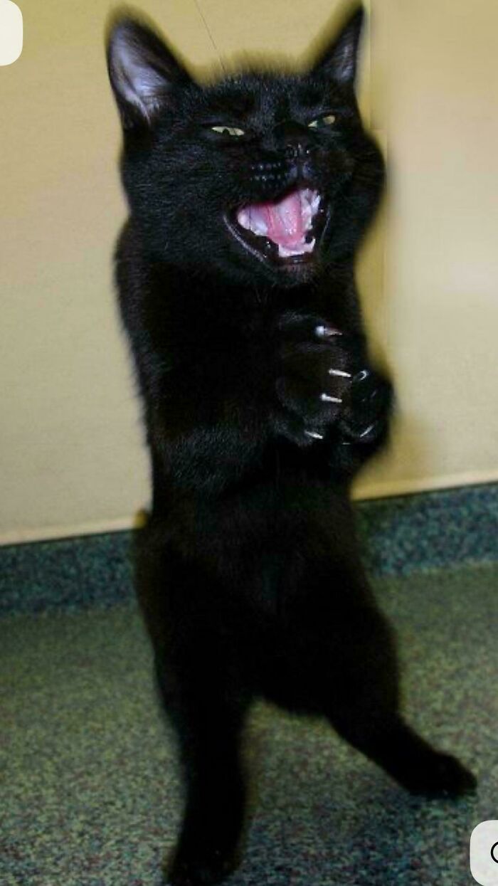 Black cat standing on hind legs with claws out and mouth open in a mischievous pose, showcasing cute cats up to no good.