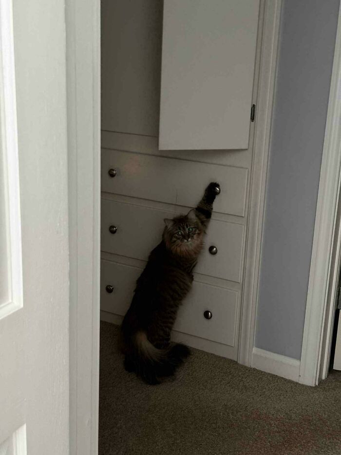 Cat with dark fur standing on hind legs, reaching up to open a drawer, showing playful and mischievous behavior.