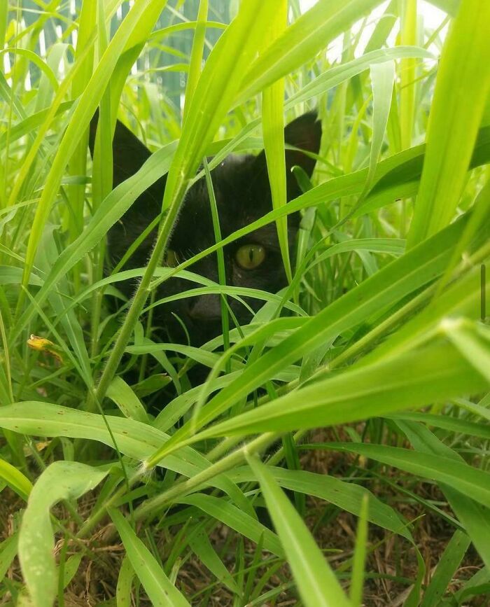Black cat with green eyes hiding mischievously in tall grass, showing cats who are up to no good but still cute.