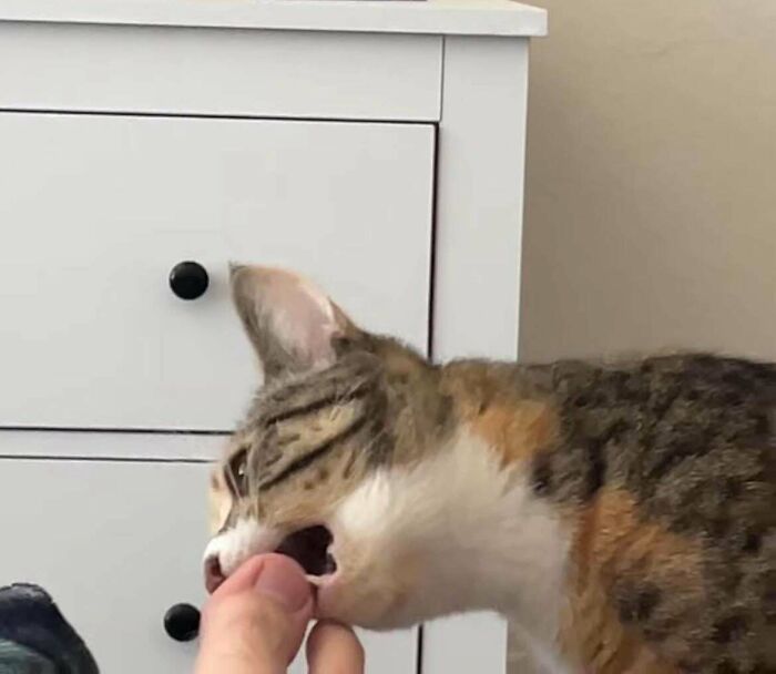 Tabby cat playfully nibbling a finger, showing mischievous behavior that highlights cats who are up to no good but still cute.