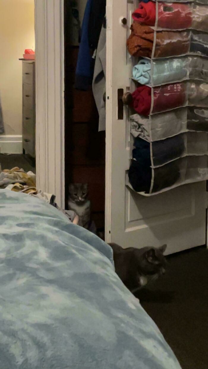 Two cats up to no good peek from behind a door in a cozy bedroom with clothes hanging nearby.