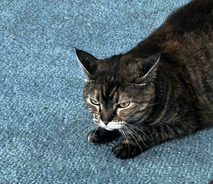 Tabby cat with an intense stare lying on blue carpet, one of the cats who are up to no good but still cute.