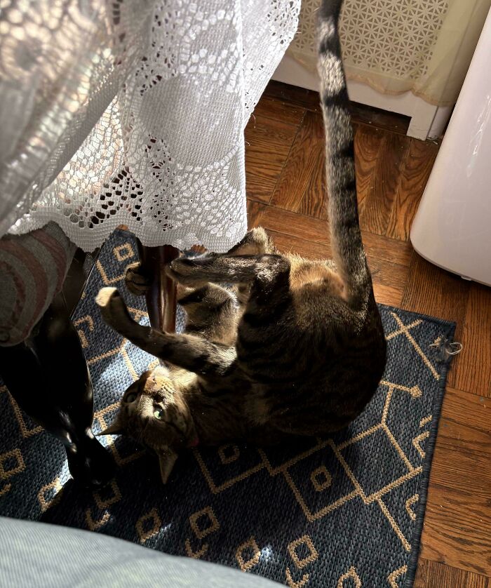 Tabby cat playfully hanging upside down on a patterned rug, partially hidden under a lace curtain, showing mischievous and cute behavior.