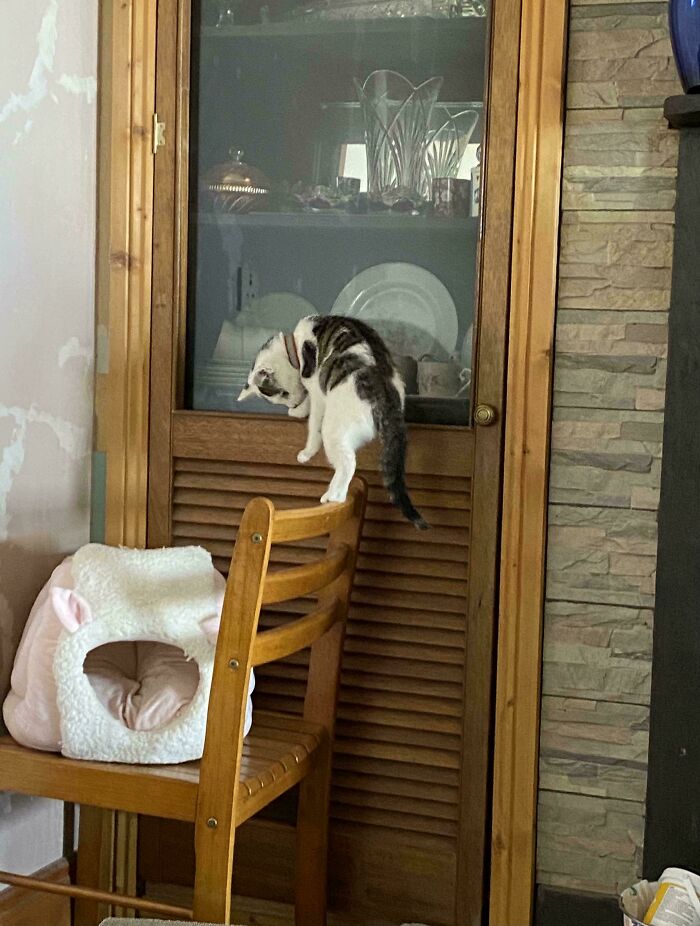 Cute cat climbing a wooden chair trying to open a kitchen cabinet, showing playful and mischievous cat behavior.