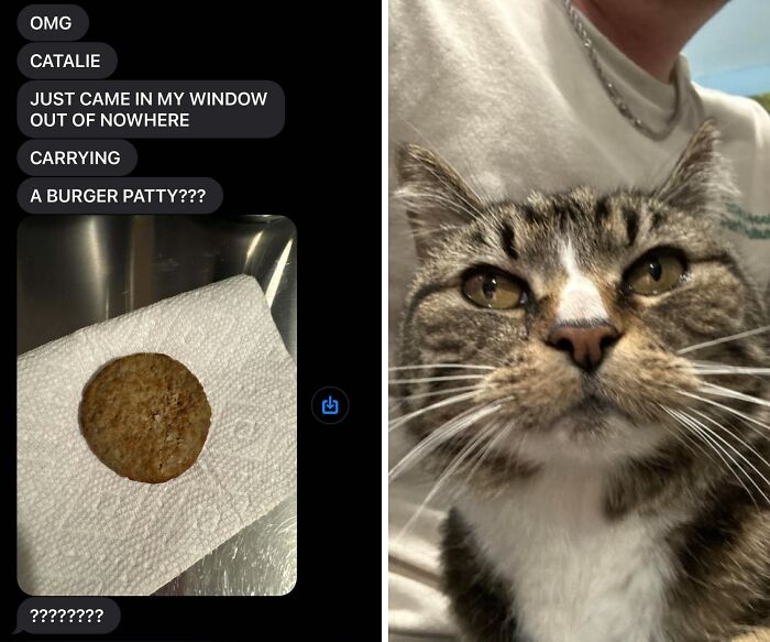 Tabby cat looking mischievous while a burger patty is found, showing cats who are up to no good but are still cute.