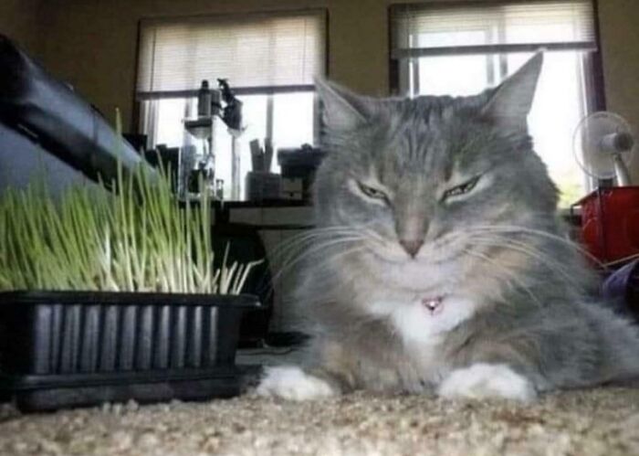 Gray cat with a mischievous expression lying near a tray of grass indoors, showing cats who are up to no good but are cute.