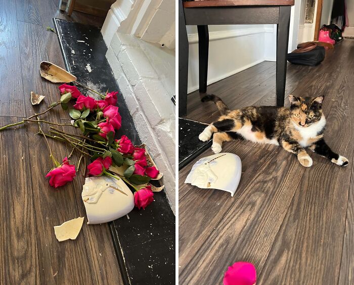 Calico cat lying near broken vase and scattered roses on wooden floor, a cute cat up to no good.